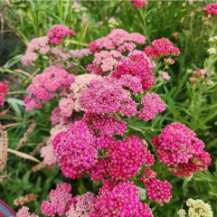 Achillea millefolium Summer Pastels - Mix colores, foto 1 de 4