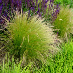 Nasella tenuissima (stipa común, coirón) - Semillas, foto 1 de 2