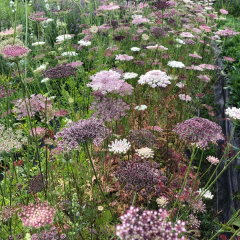 Daucus carota "Purple Kisses", foto 1 de 5