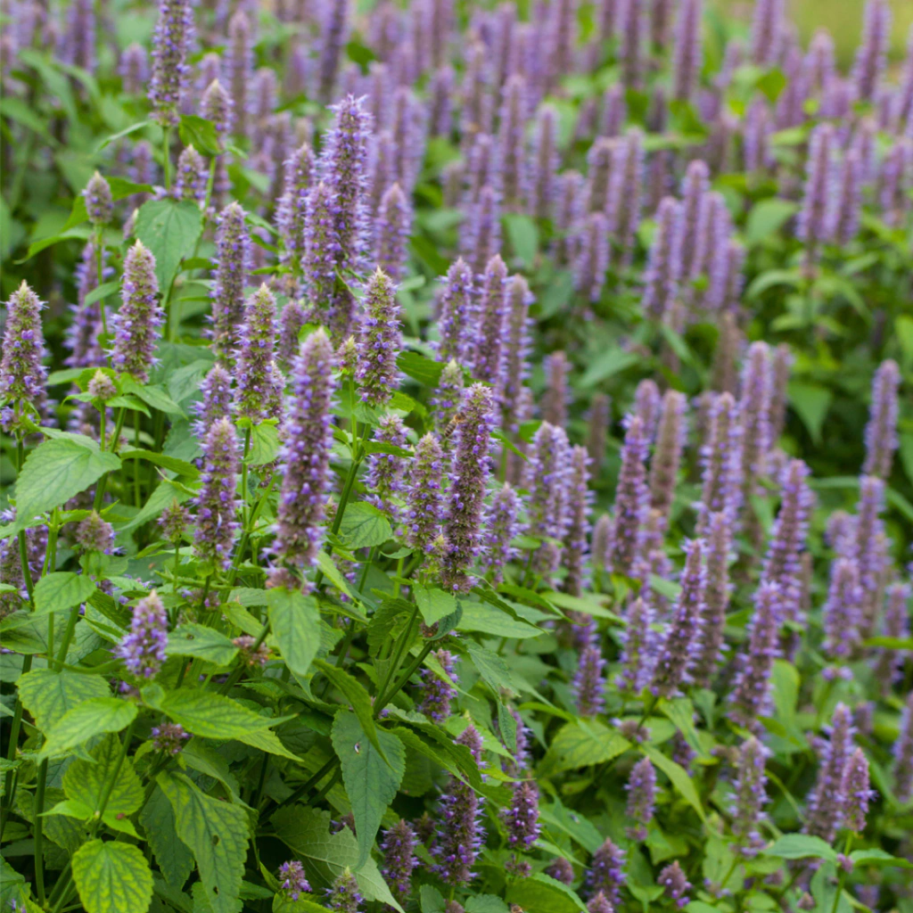 Agastache foeniculum - 40 semillas
