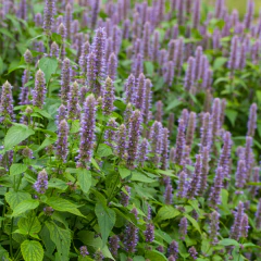 Agastache foeniculum - 40 semillas, foto 1 de 4