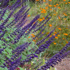 Salvia "Anthony Parker", foto 3 de 3