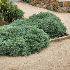 Artemisia "Powis Castle" (artemisia compacta), foto 1 de 4