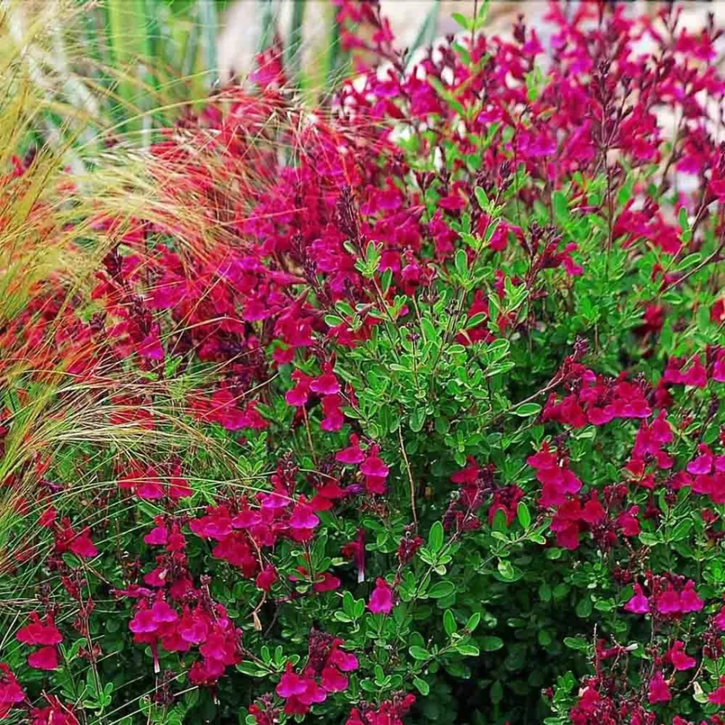 Salvia greggii 'Raspberry Royale' (salvia de flor fucsia)