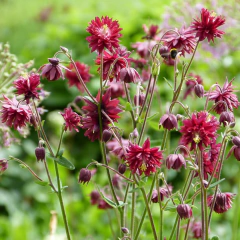 Aquilegia "Ruby Port", foto 1 de 2