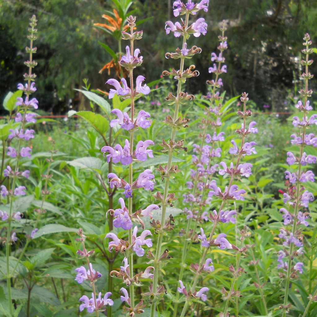 Salvia pratensis - flor lila pálido - 20 semillas