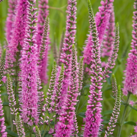 Veronica longifolia (flor rosa)