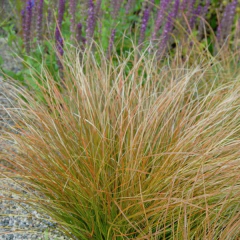 Carex testacea (carex verde), foto 1 de 7
