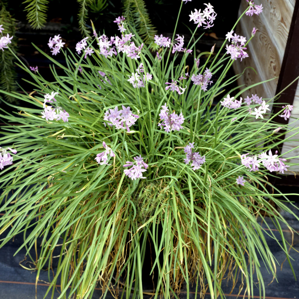 Tulbaghia violacea (ajito de jardín)