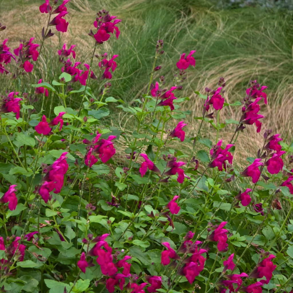 Salvia x jamensis "Magenta"