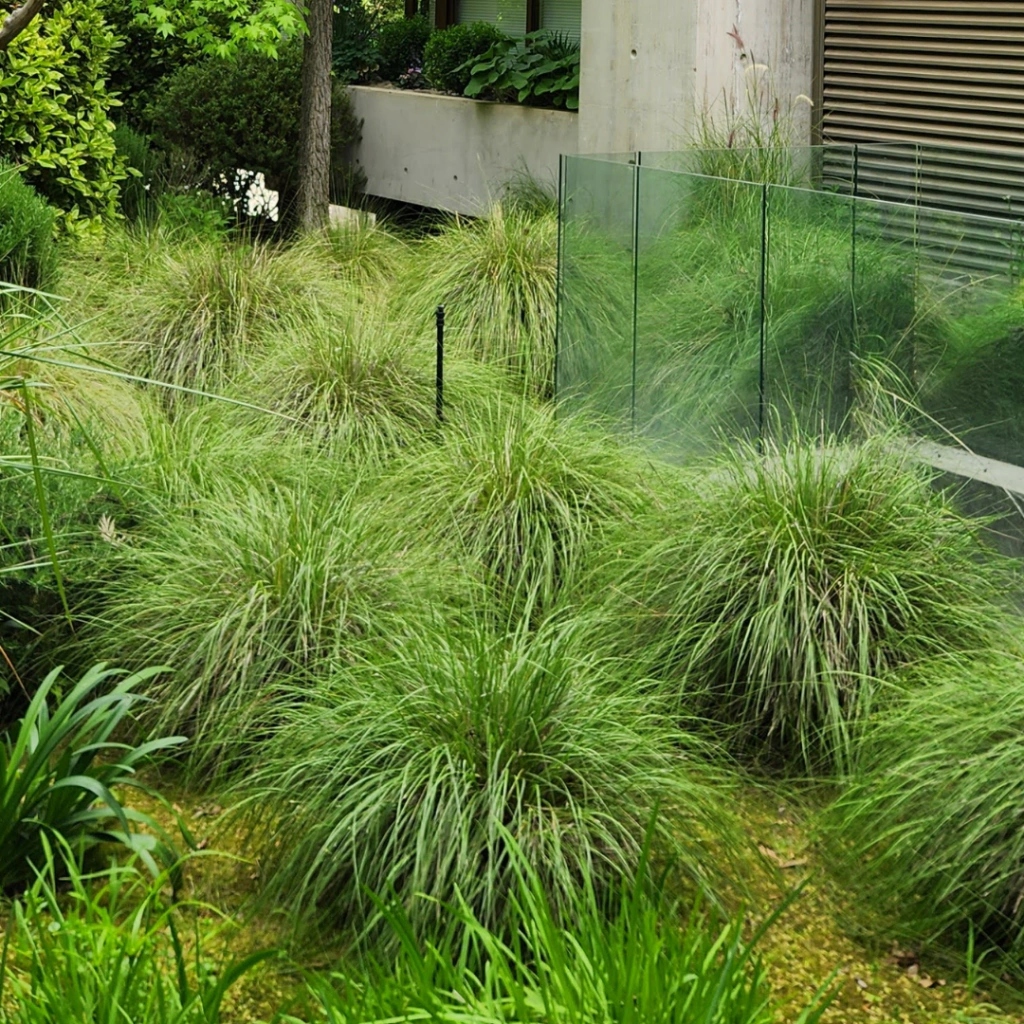 Stipa caudata