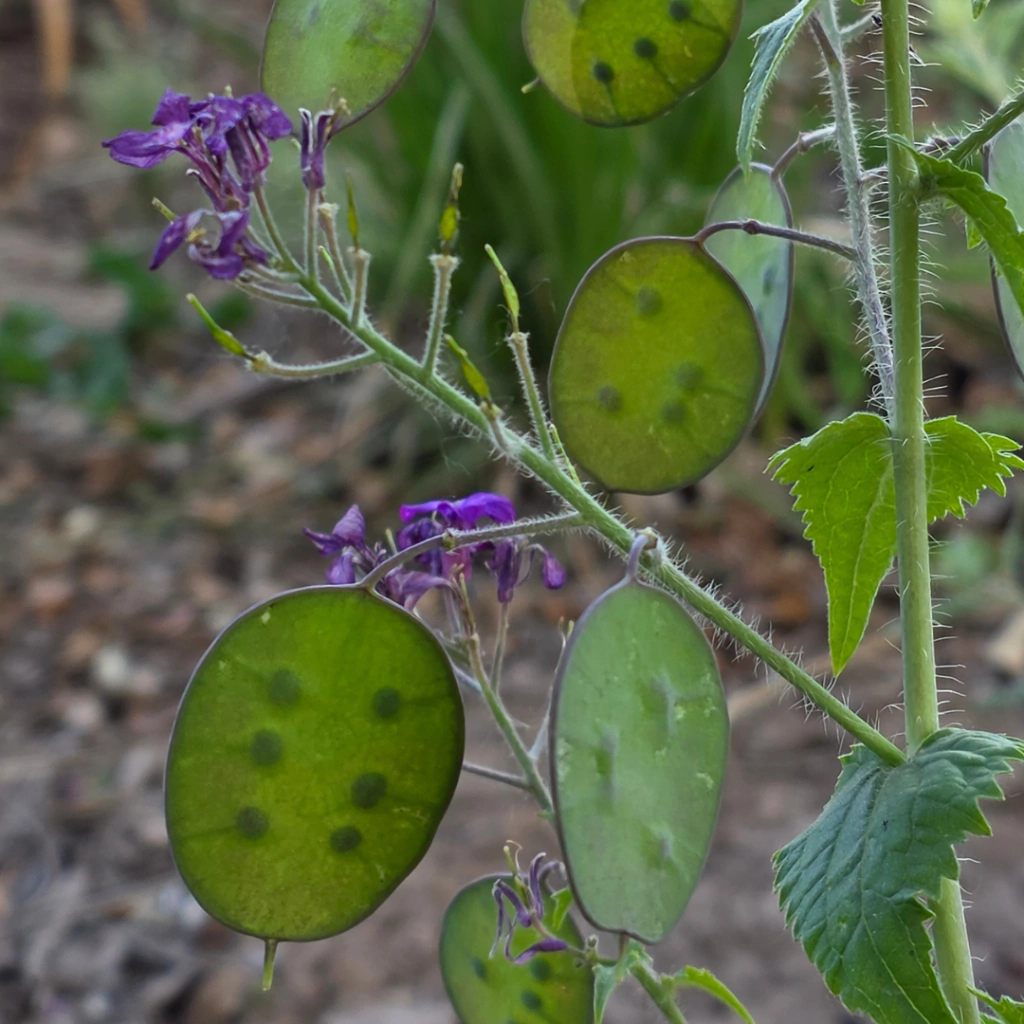Lunaria annua (moneda del Papa)