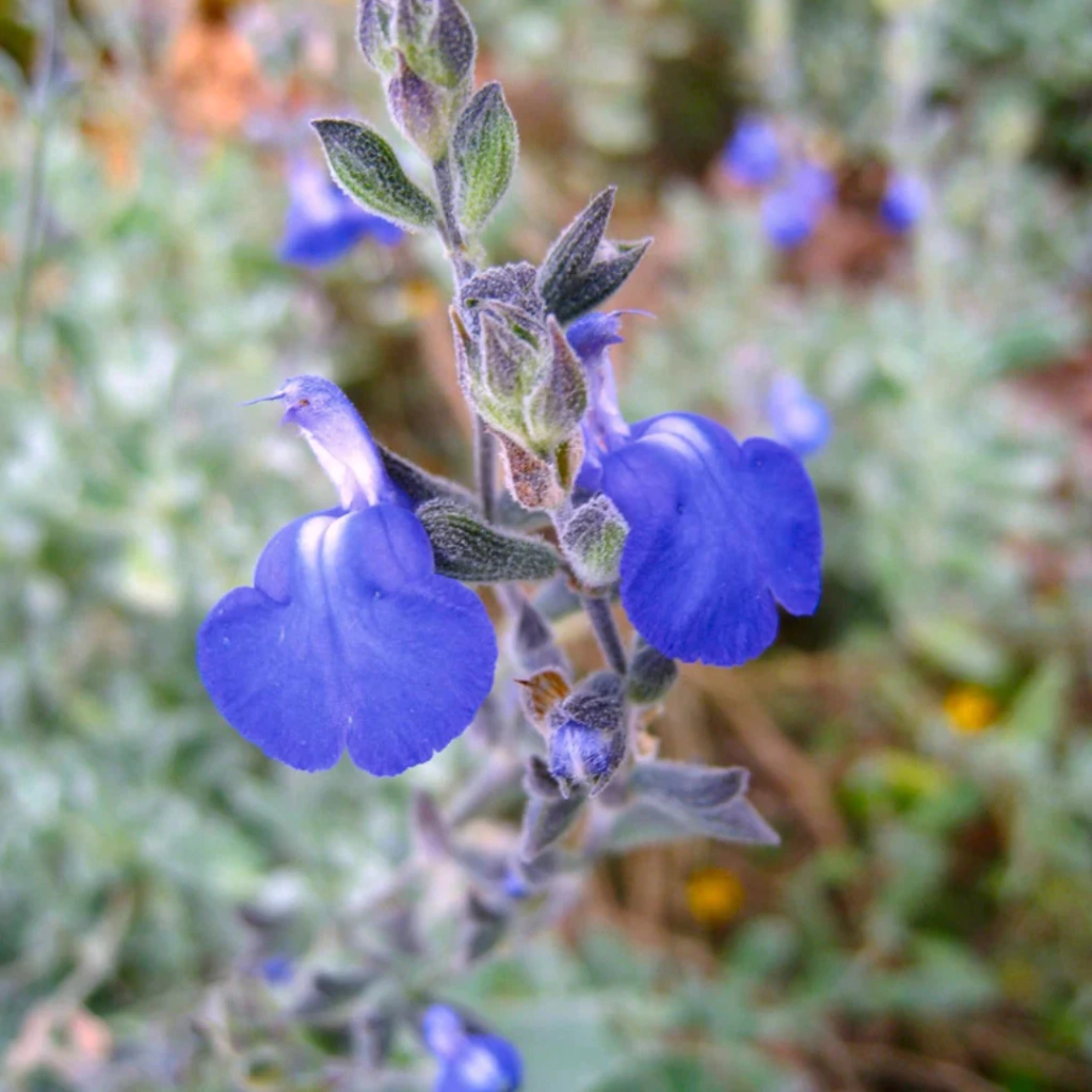 Salvia chamaedryoides (salvia alemana)