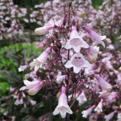 Penstemon digitalis "Mystica", foto 3 de 3