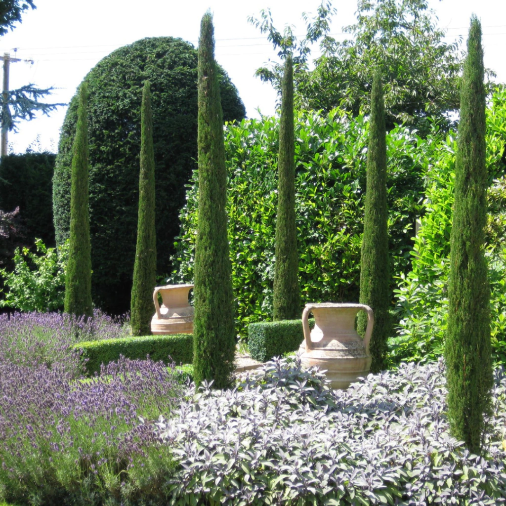 Cupressus sempervirens Stricta Totem (ciprés columnar compacto)