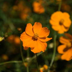 Cosmos sulphureus (cosmos naranja) - 20 semillas, foto 1 de 2
