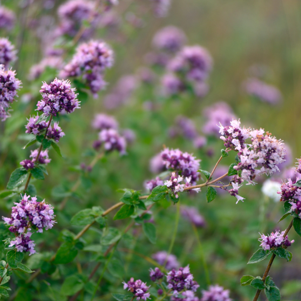 Origanum vulgare (orégano)