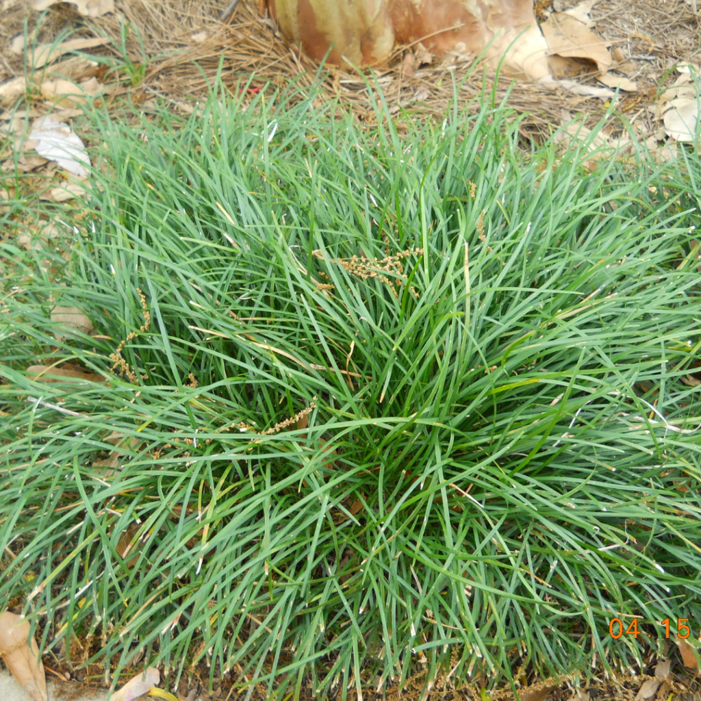 Ophiopogon japonicus (pasto inglés)