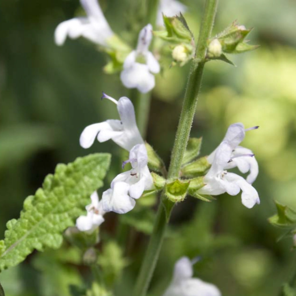 Salvia repens