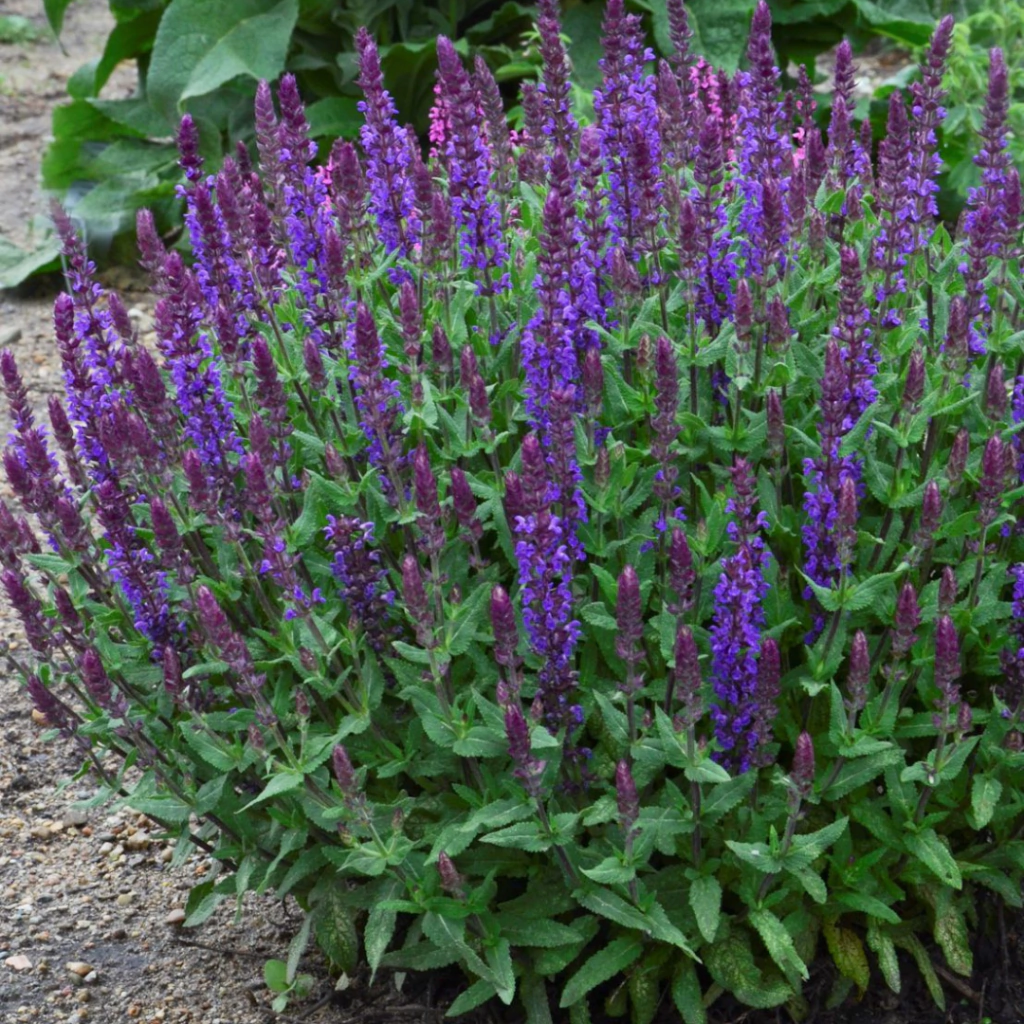 Salvia nemorosa "New Dimension Blue" (salvia nemorosa)
