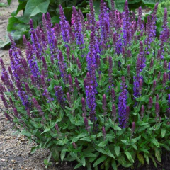 Salvia nemorosa "New Dimension Blue" (salvia nemorosa)
