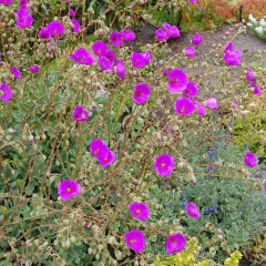 Cistanthe grandiflora (cistante, pata de guanaco), foto 1 de 7