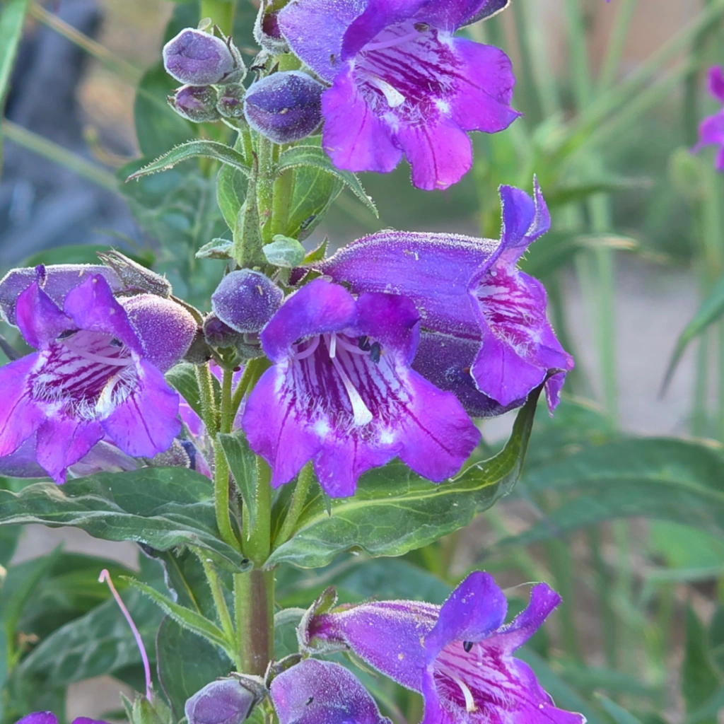 Penstemon campanulatus