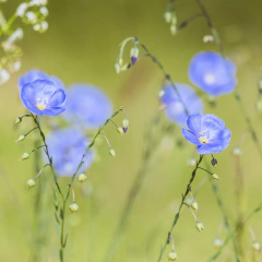 Linum usitatissimum (lino anual), foto 1 de 2