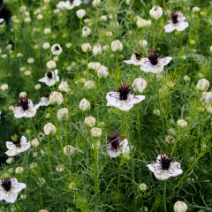 Nigella papillosa "African Bride" - 20 semillas