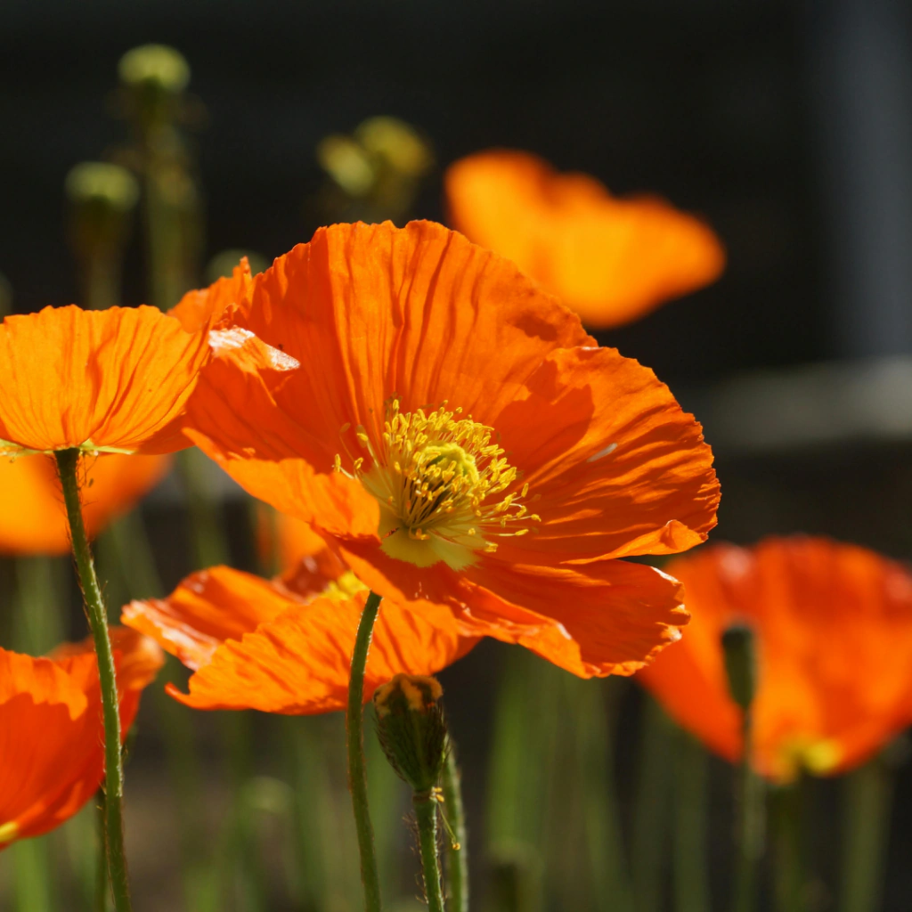 Papaver rupifragum (amapola española)