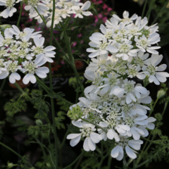 Orlaya grandiflora, foto 1 de 4