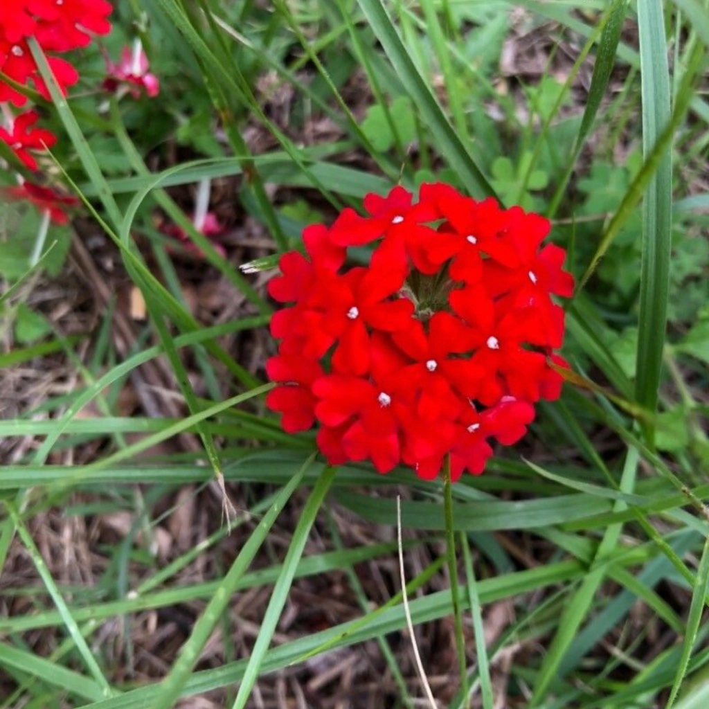 Glandularia peruviana (margarita punzó)
