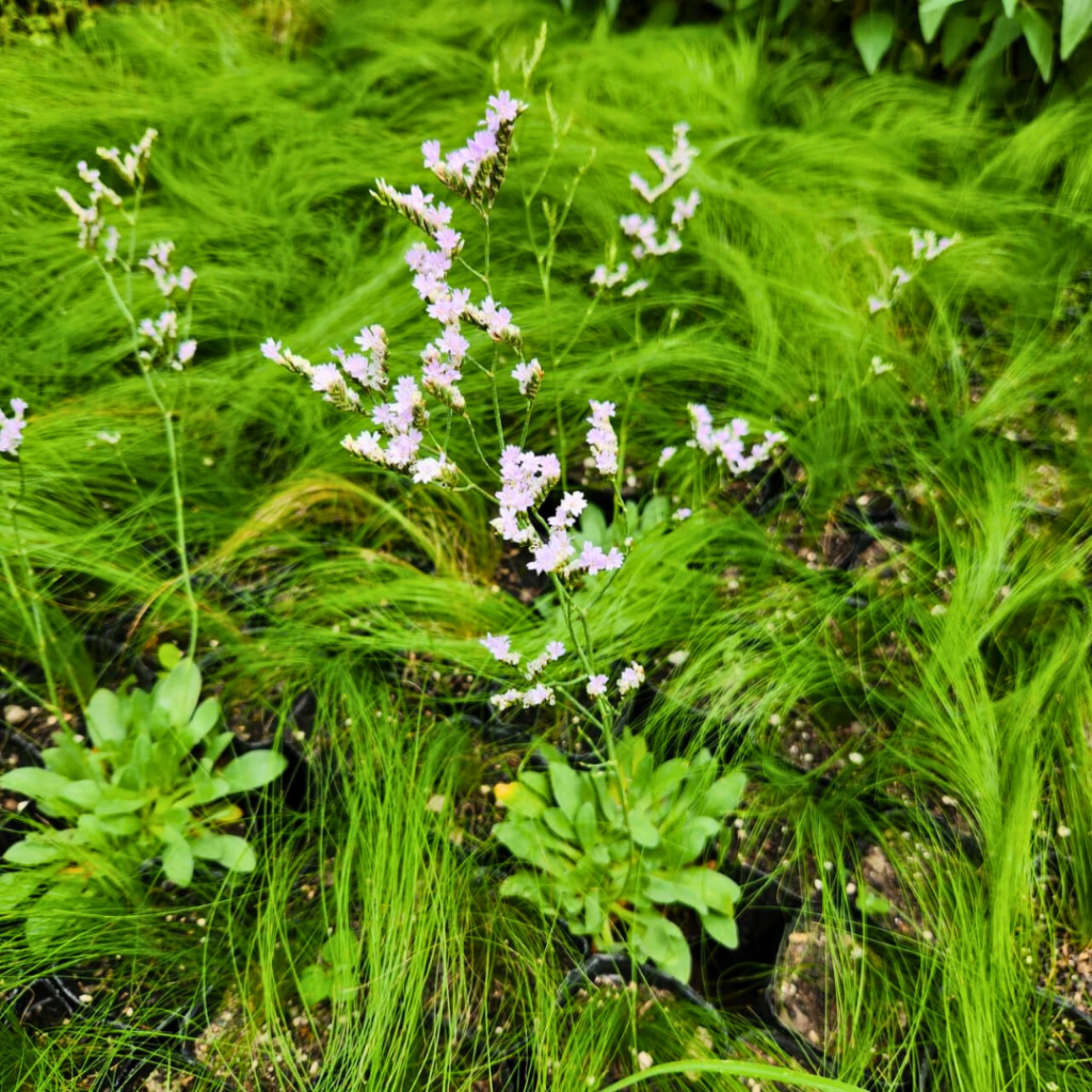 Limonium brasiliense - limonium