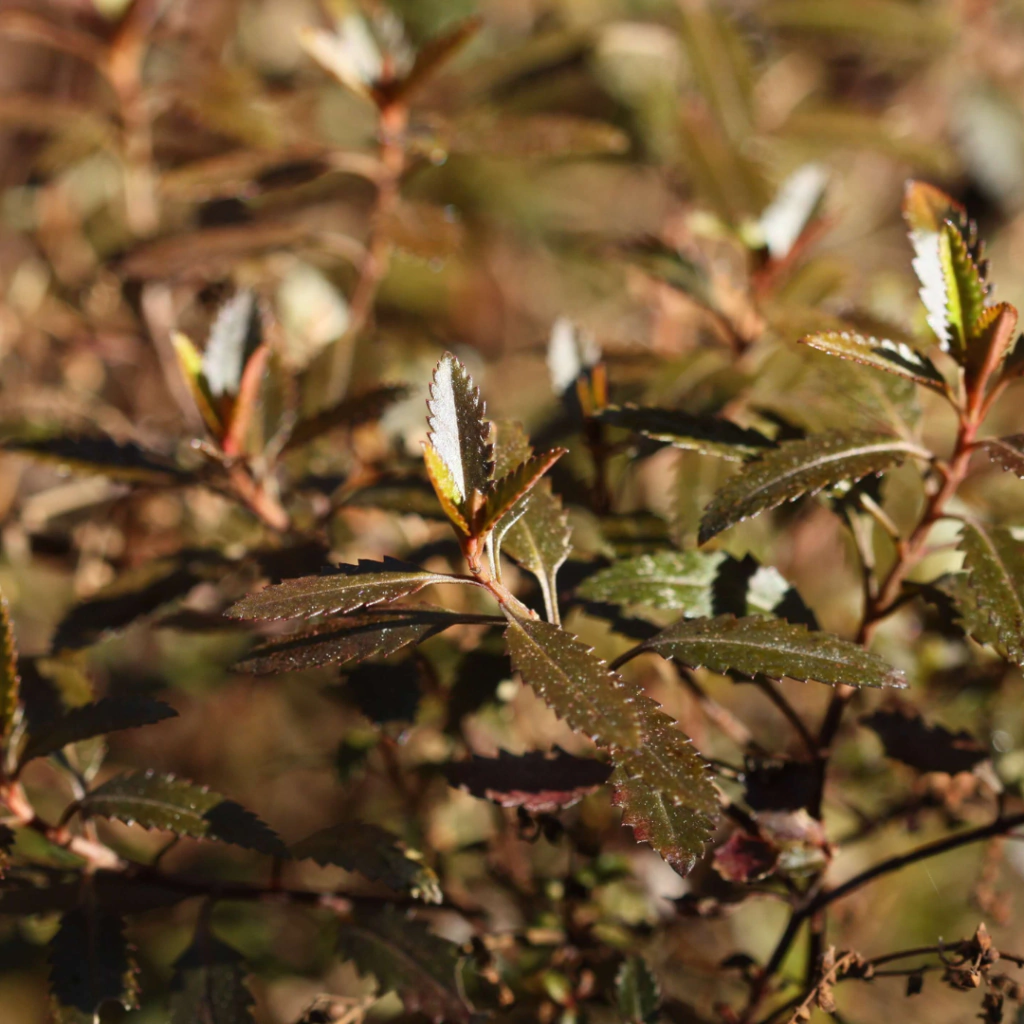 Haloragis erecta "Wellington Bronze" (haloragis rojo)