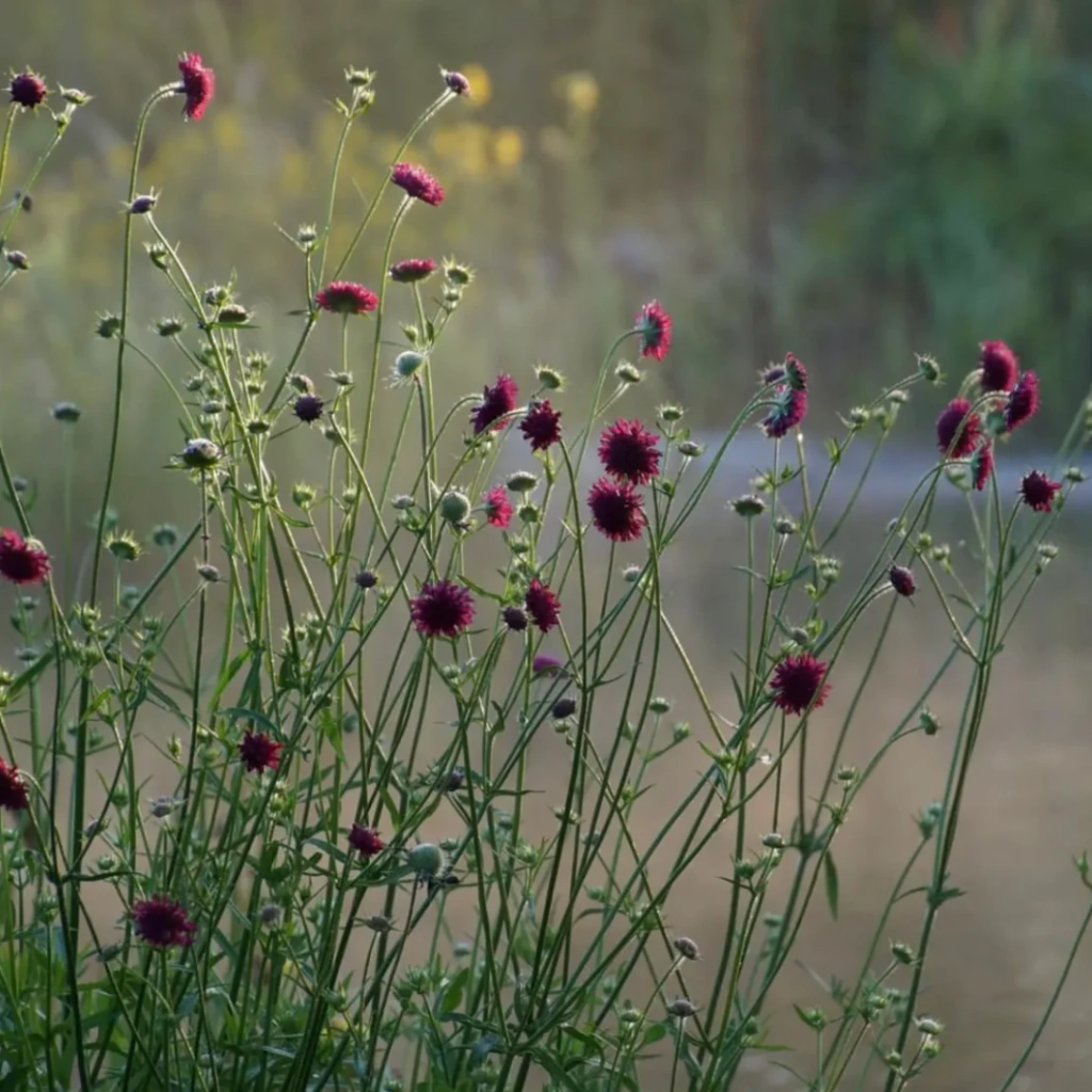 Knautia macedonica (knautia)