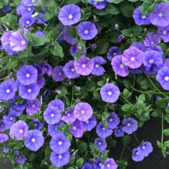 Convolvulus sabatius (campanita azul), foto 1 de 2