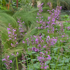 Agastache pallidiflora - "agastache rosa", foto 1 de 2