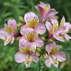 Alstroemeria aurea (amancay, alstromeria) - flor rosa con amarillo, foto 1 de 4