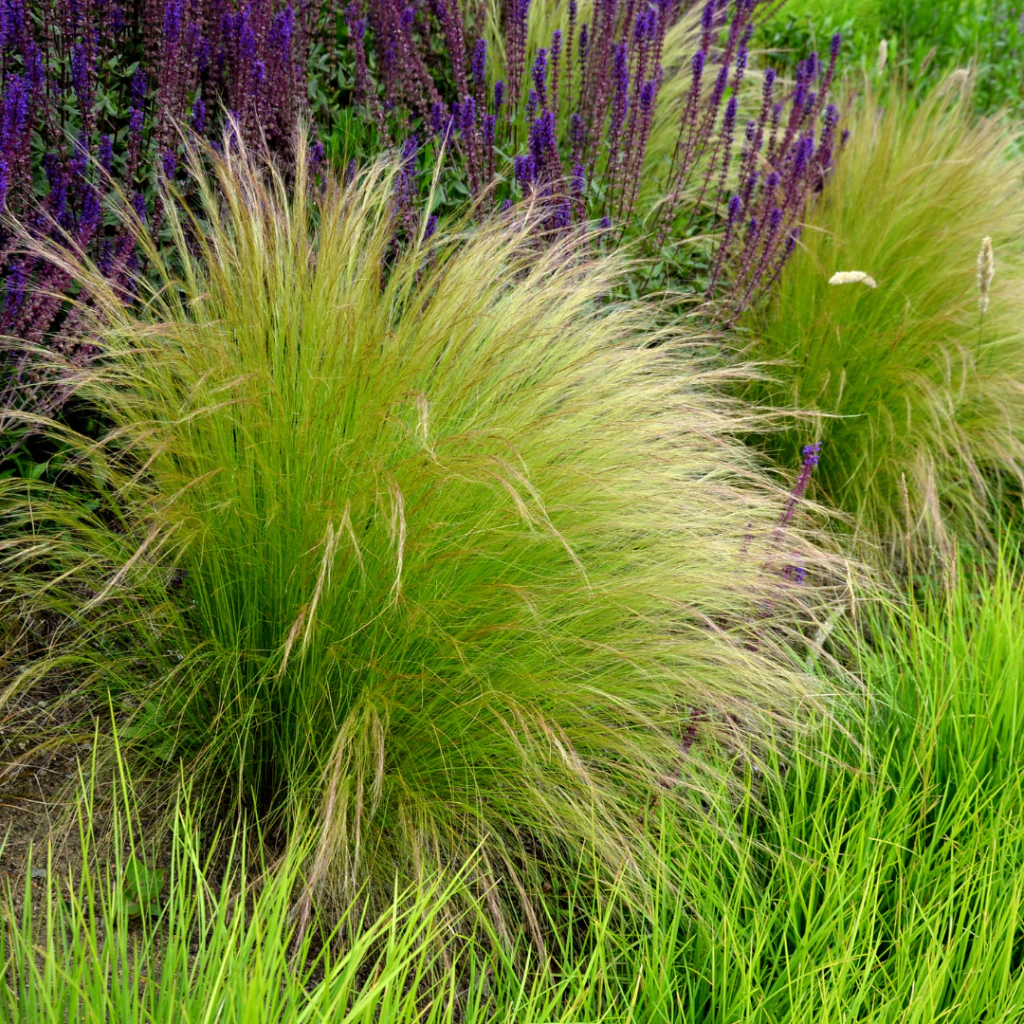 Nasella tenuissima (stipa común, coirón)