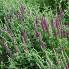 Teucrium hircanicum (teucrio) - 40 semillas, foto 1 de 3