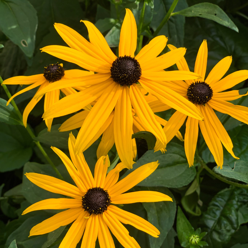 Rudbeckia hirta (Susana de ojos negros)