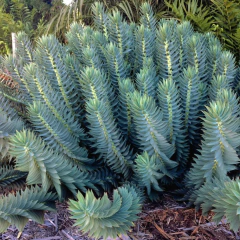 Euphorbia rigida (euforbia rígida), foto 3 de 3