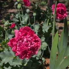 Papaver somniferum "Paeoniflorum" - Semillas, foto 1 de 3