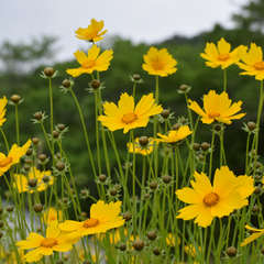 Coreopsis lanceolata (coreopsis grandiflora), foto 1 de 2