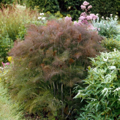 Foeniculum vulgare "Smokey Bronze" (hinojo rojo), foto 1 de 5
