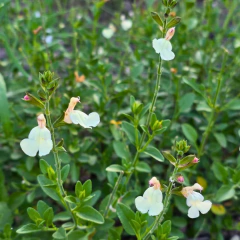 Salvia greggii (flor blanco crema bicolor), foto 1 de 2
