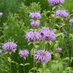 Monarda fistulosa (monarda) - 40 semillas, foto 1 de 3