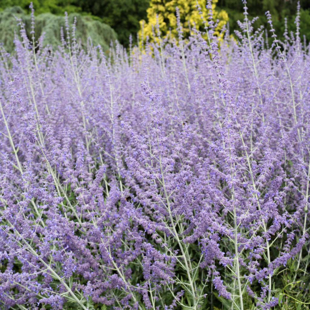 Perovskia atriplicifolia "Blue Spires" (salvia rusa)