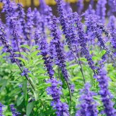 Salvia farinacea "Victoria Blue" (salvia azul, salvia farinacea), foto 1 de 3
