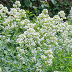 Centranthus ruber 'Alba' (valeriana flor blanca), foto 1 de 2